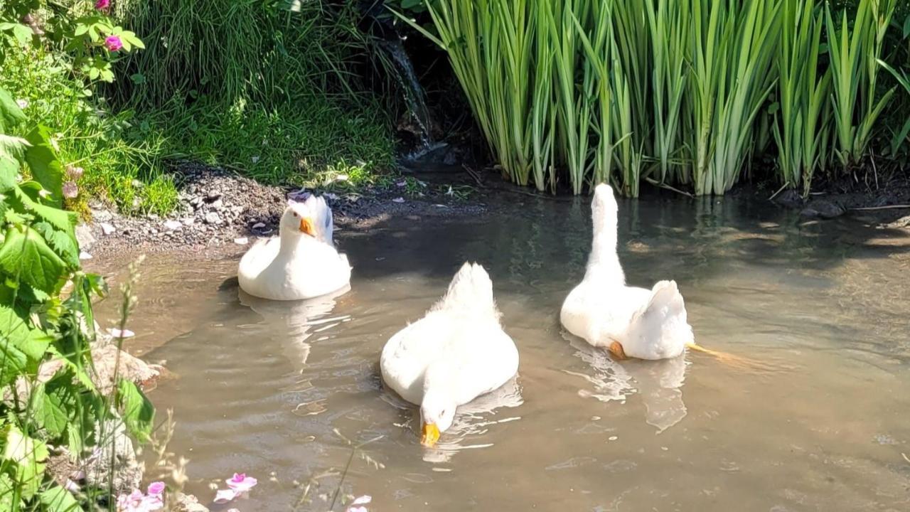 La Vieille Ferme, Ecogite Saint-Fulgence Dış mekan fotoğraf