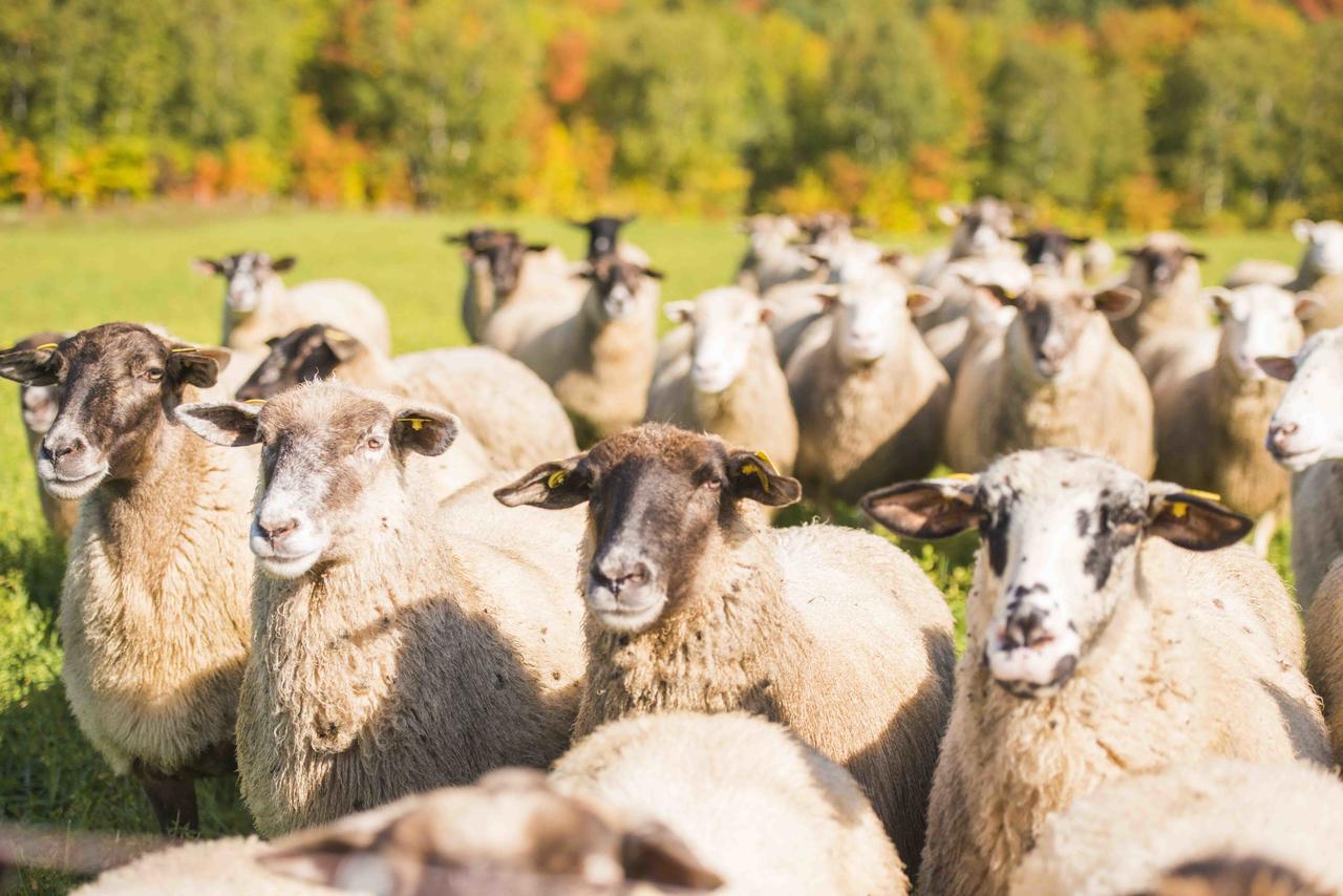 La Vieille Ferme, Ecogite Saint-Fulgence Dış mekan fotoğraf
